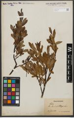 Foto von Salix waldsteiniana Willd.